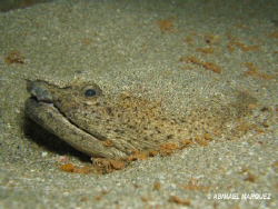 Snake Eel, Crash Boat, Aguadilla, P.R. by Abimael Márquez 